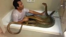 Guy takes a bath with King Cobras tries to kiss one and another one catches him off guard