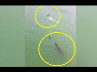 Scary Footage Shows a Swimming Away From a  Crocodile in chase