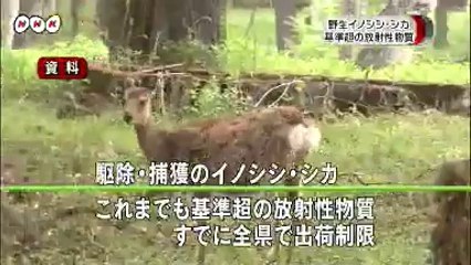 20140815イノシシ・シカから放射性物質 栃木