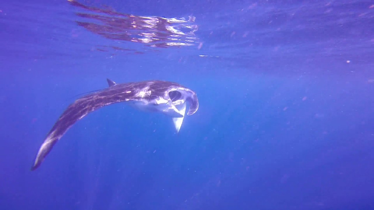 Bali Nusa Penida Manta Bay