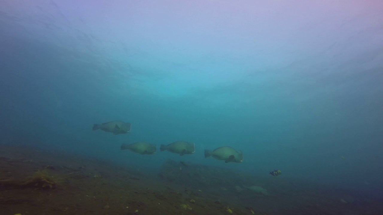Liberty wreck Tulamben Bali