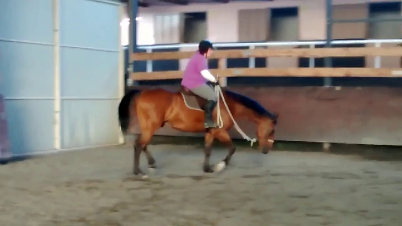 extension d'encolure en licol