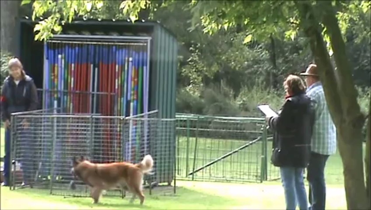 LACKALIKSOU : Iksou dela Belgerie Obéissance Prog 2 UFD Namur août 2014