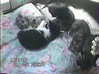 Les bébés de Pépette