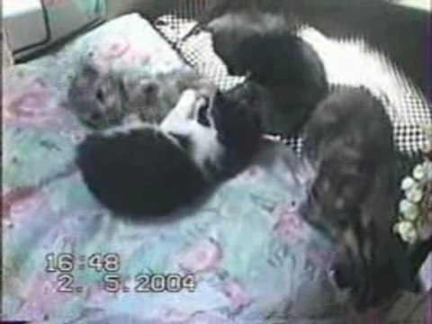 Les bébés de Pépette