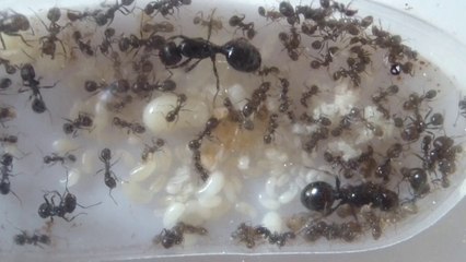 221.HDV - MbP19&20.20140816.bob