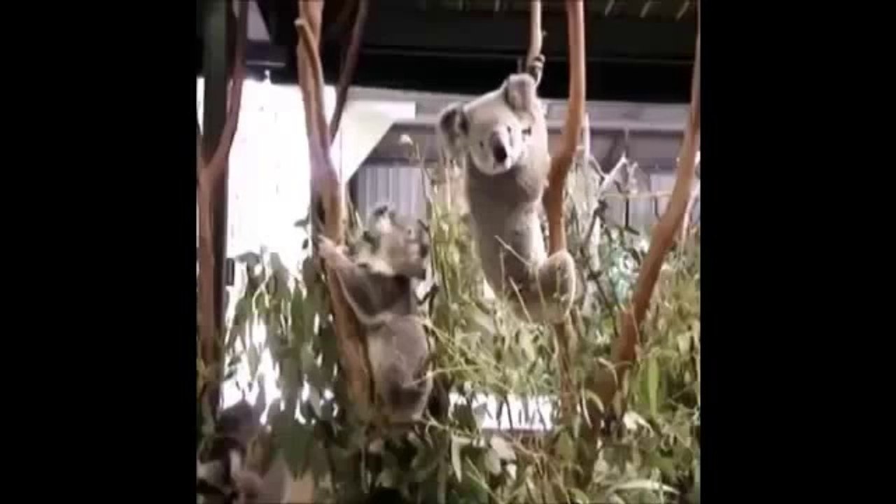 Funny animals (vines compilation №8)