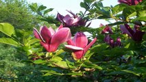 Flowers Magnolias - Hoa Mộc Lan (LTQ) (PP.HD)
