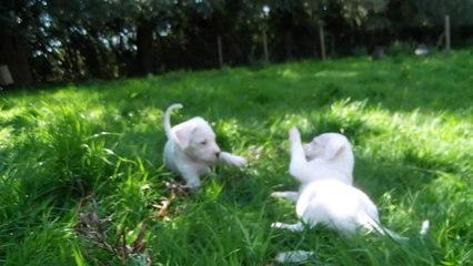 1ère sortie des chiots d'Hély le 16.08.2014