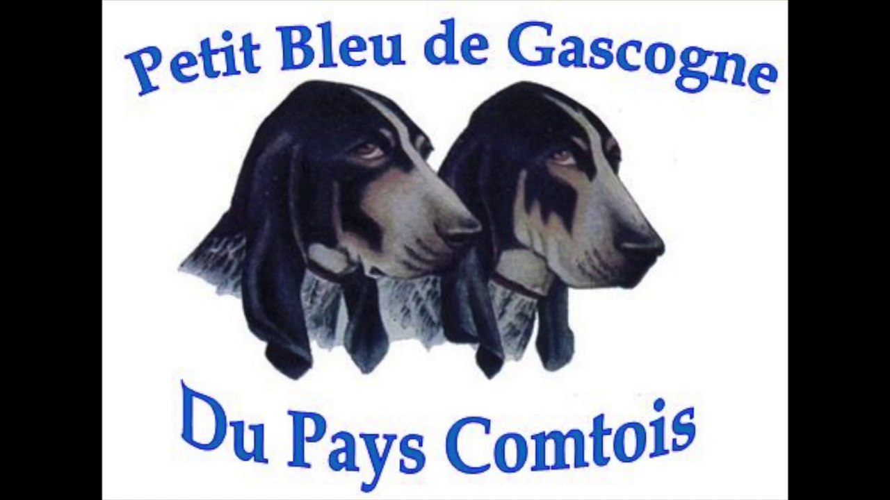 Petit bleu de Gascogne sur lièvre