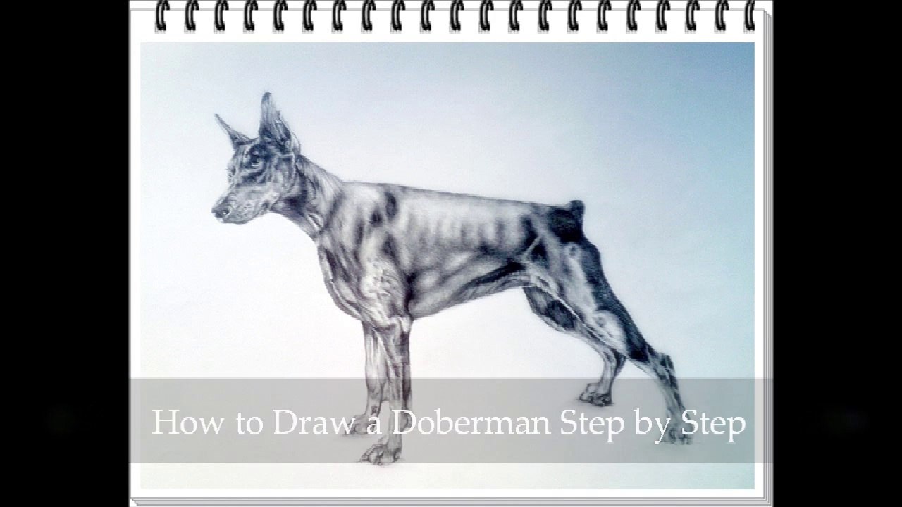 Learn How to draw a realistic Doberman step by step  Lesson 1 / Part 2