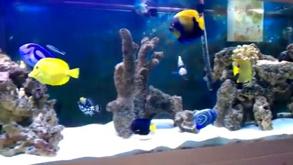 طارق هزيمة - أكواريوم أسماك ملونة