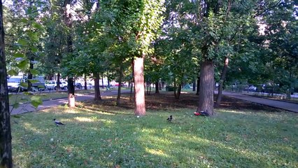 вороны и арбуз