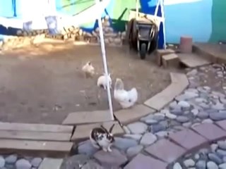 INCROYABLE!!! Deux poules interviennent pour arrêter un bagarre fratricide entre deux lapins.