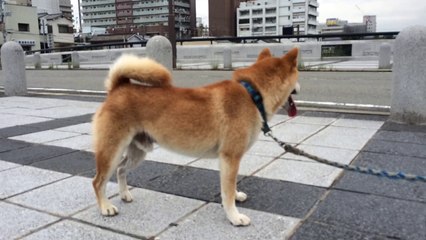 shiba inu 柴犬スペック 20140817