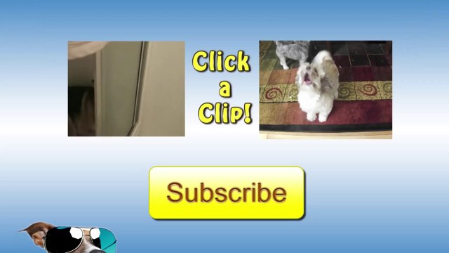 White Labrador Squirms On Floor