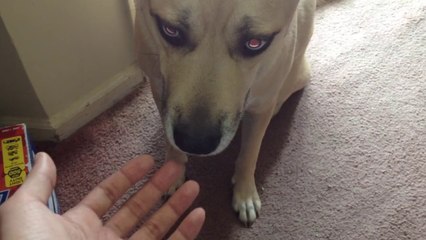 This dog AMAZES people with one weird trick!