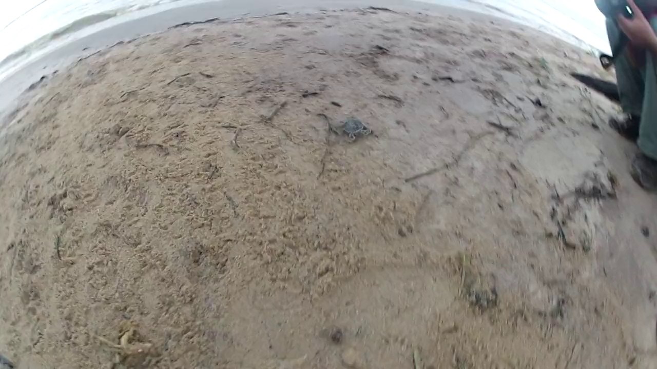 Bonne chance bébé tortue