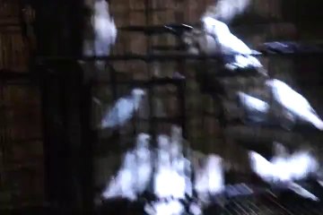 Albino personata red eyes for sale