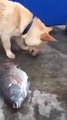 Un chien tente de sauver des poissons sortis de l'eau