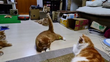 Kediilerin Lazer Işığıyla İmtihanı