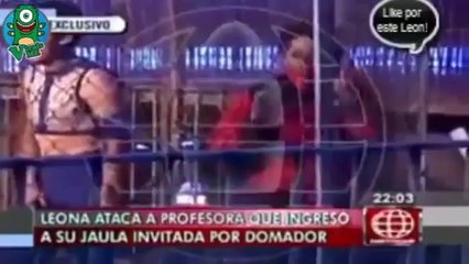 Lion attacks teacher during Monaco Circus performance in Cusco