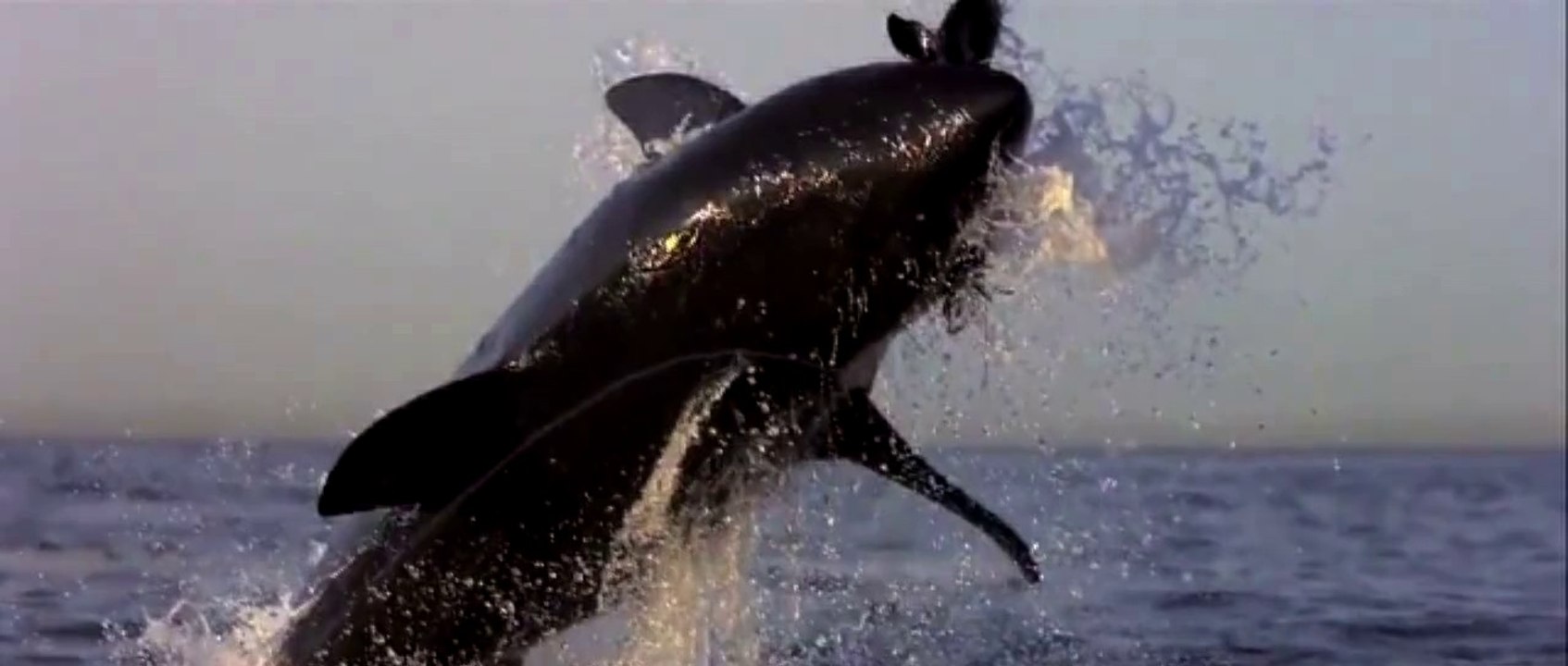Requins qui se déguisent en dauphins !!!