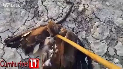 Kıbrıslı genç şahini yılana yem olmaktan son anda kurtardı