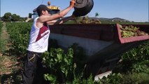 Vendanges précoces pour un cru exceptionnel - 23/08