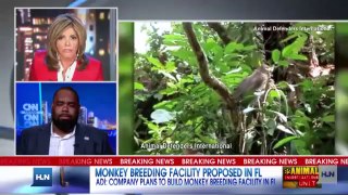 Senator Opposes Cruel Monkey Breeding Lab in Hendry, Florida