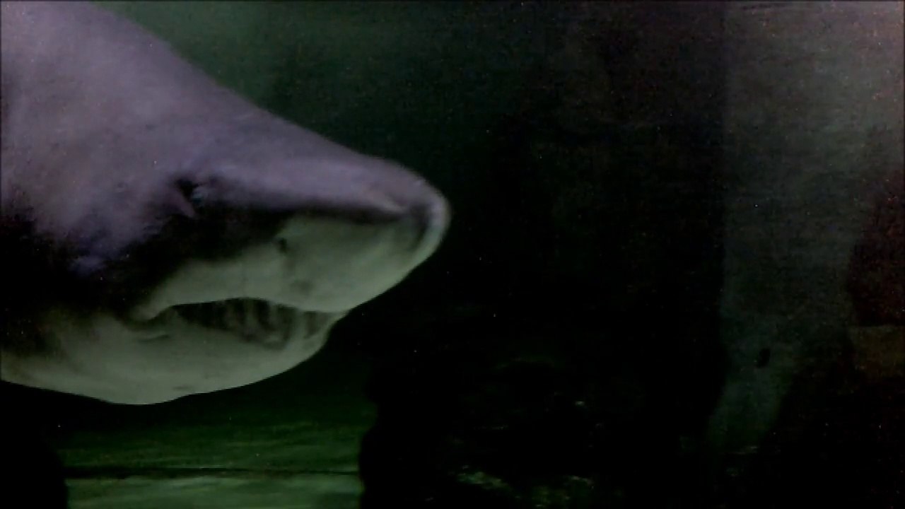 Very Funny Laughing shark