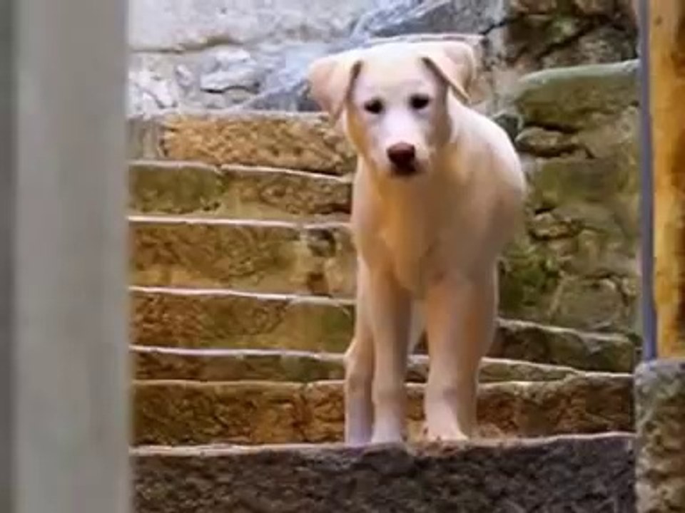 J'aimerais bien être mon chien