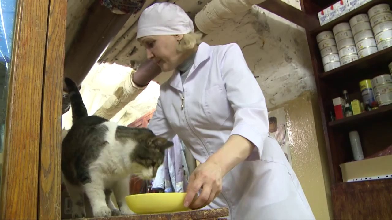 Les chats du musée de l'Ermitage à Saint-Petersbourg