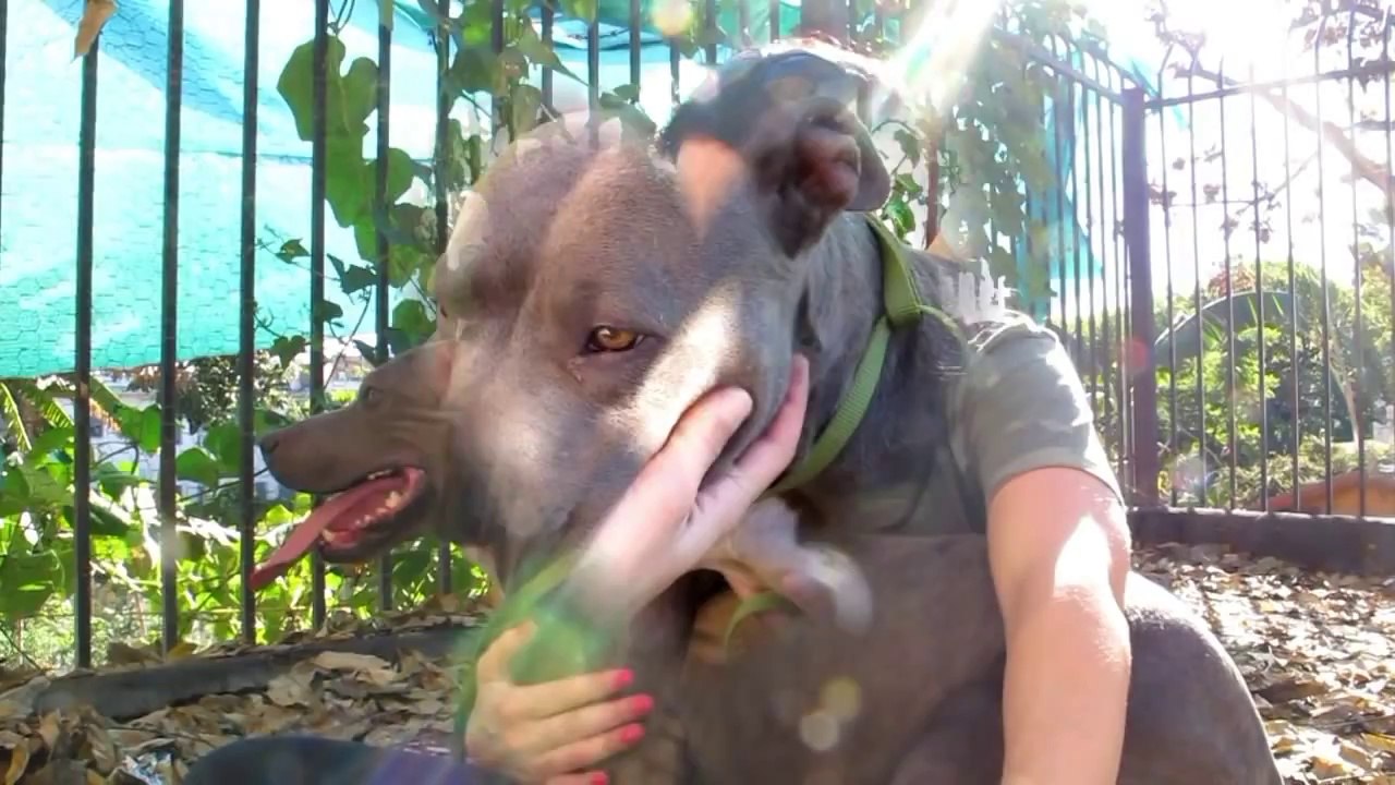 Nala - Scared parasite Pit Bull vivre dans un fossé - sauvé! S'il vous plaît partager sur facebook et twitter