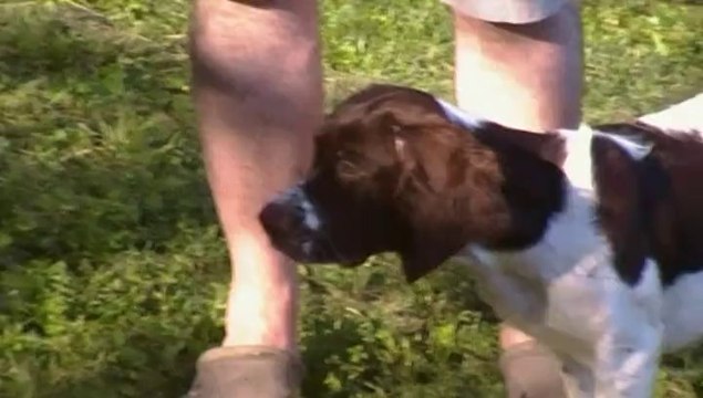 Épagneul Français Jade et Joker de la Passion du Poète chiots 4 mois arrêt canne pêche