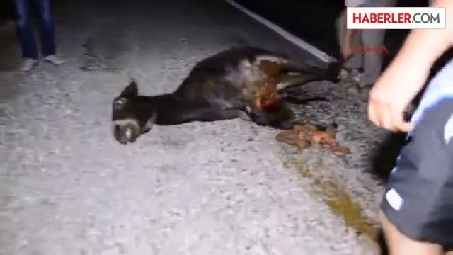 Antalya Yolunda Başı Boş Eşekler Tehlike Saçıyor
