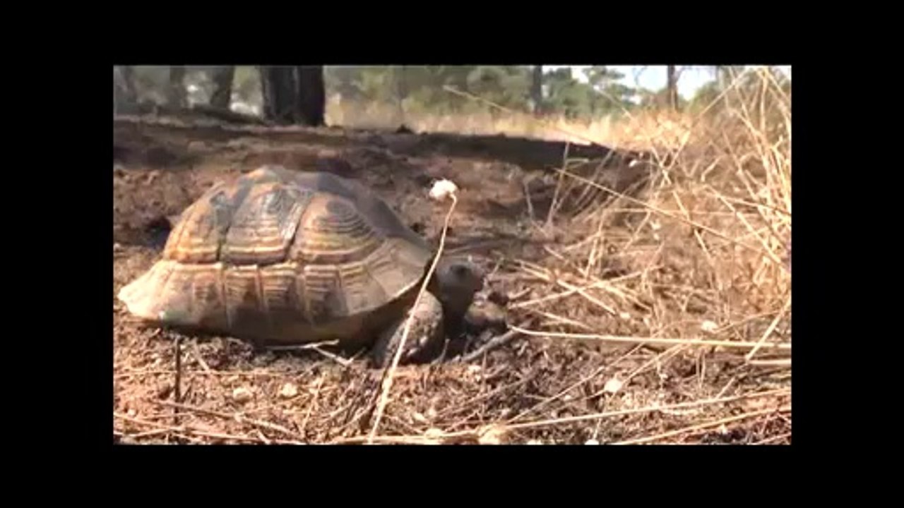 Atatürk Orman Çiftliğinde yangın
