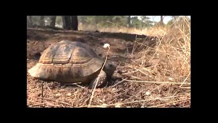 Atatürk Orman Çiftliğinde yangın