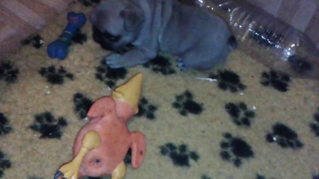 Chiots bouledogues français LOF