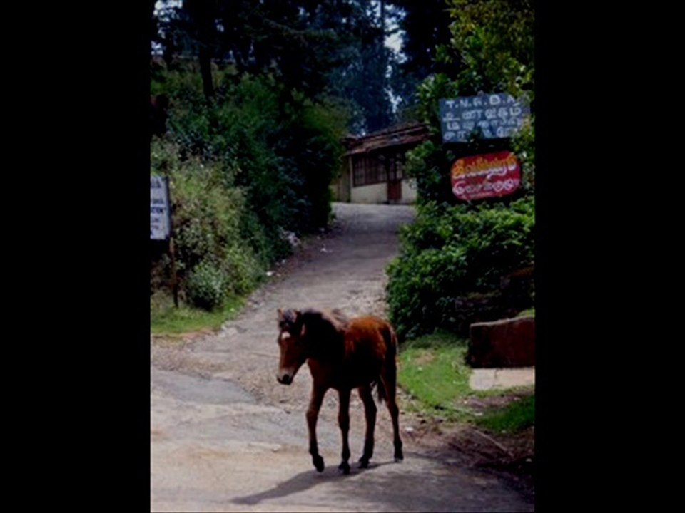 ΧΑΡΟΥΛΑ ΑΛΕΞΙΟΥ-ΤΟ ΜΠΛΟΚΟ ΤΗΣ ΚΑΙΣΑΡΙΑΝΗΣ
