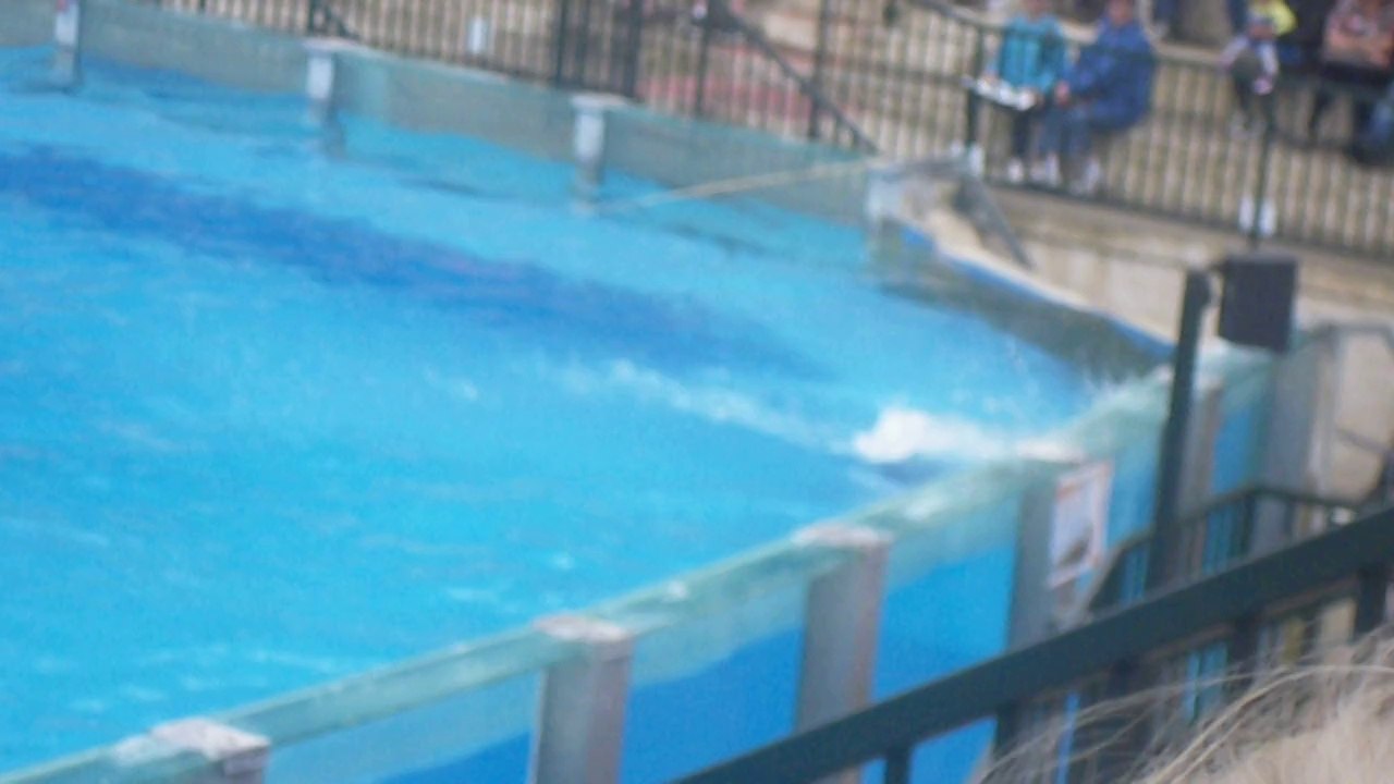 spectacle d'Otarie de beauval