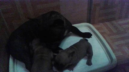 Elevage familial debouledogue français LOF