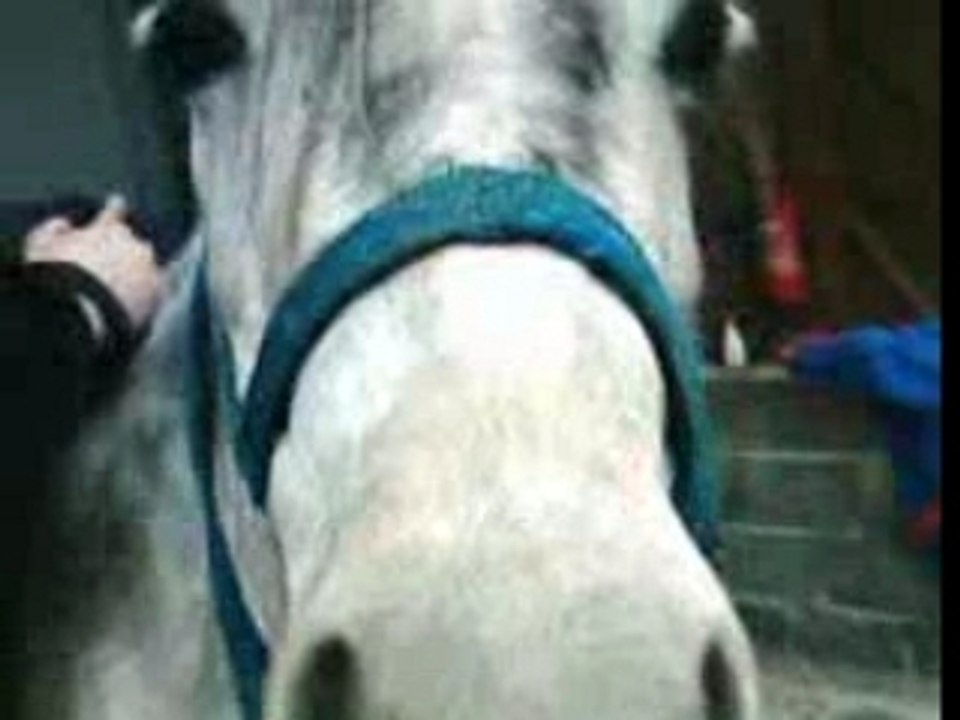 Dakota scheren