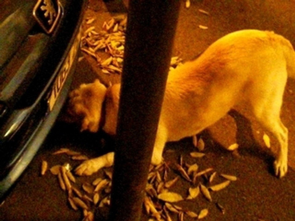Chien vs Chat