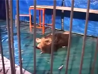 Hardly survive, Lion eat up a circus man who feeds him
