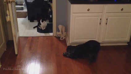 You Shall Not Pass, Dog 2014 [NEW VERSION]
