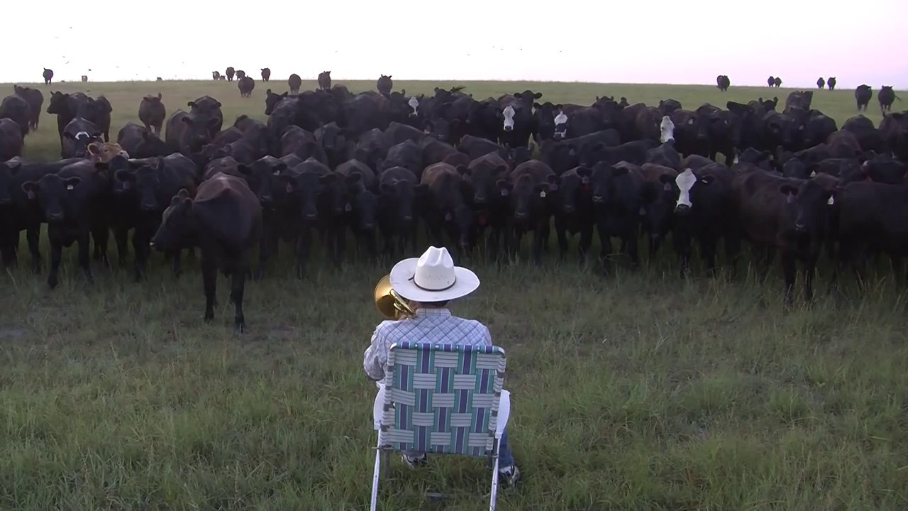 Serenading the cattle with my trombone (Lorde - Royals)