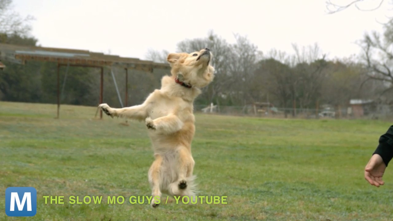Viral Video Recap: Very Slow Dogs and an Over-the-top Ice Bucket Challenge