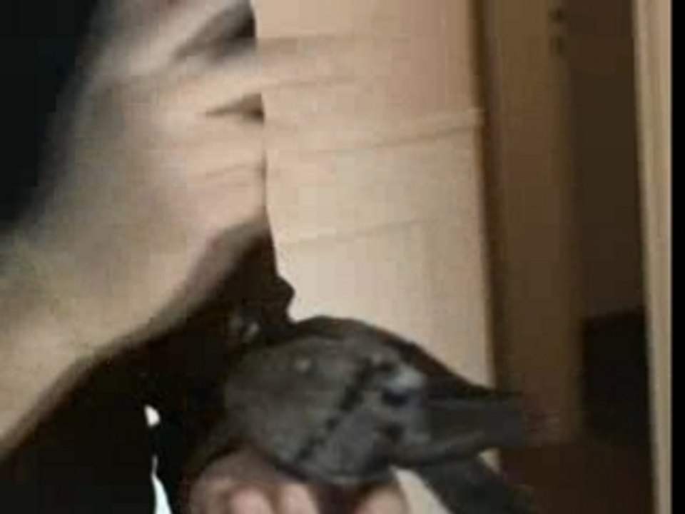 Polo pigeon1