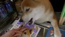 A Shiba Inu opens window for customers of a small Japanese Tobacco shop